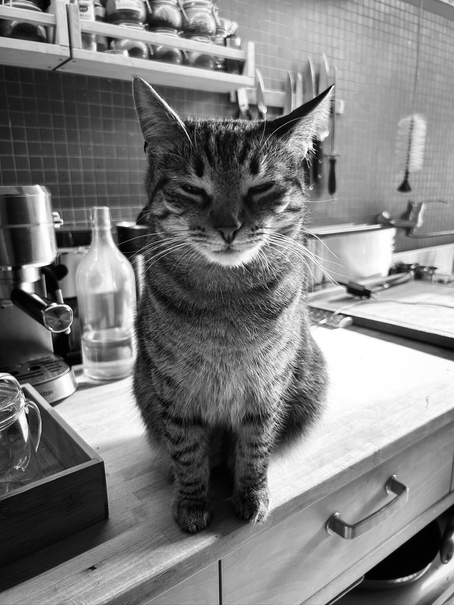 RealTadzioM's tweet photo. Antidote du jour: ein bisschen Wolf- und #catcontent 🥰 https://t.co/UcZXQxpdHj