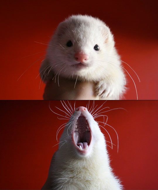 Ferret Every Hour tweet media