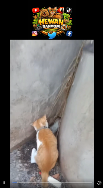 hewanrandom1's tweet photo. Detik-detik menegangkan! Tikus terpojok, kucing oren siap beraksi. Siapa yang akan menang? #TikusVsKucing #TwitterHewan
nonton video : https://t.co/ZpPslKMetZ
video lain ada di bio
#hewan #lucu #siang #jumat Pak Zulhas Sabang #BTS_WORLDTOUR_ARIRANG_JAKARTA jossgawin lol2026 live https://t.co/9wMGB77s4O