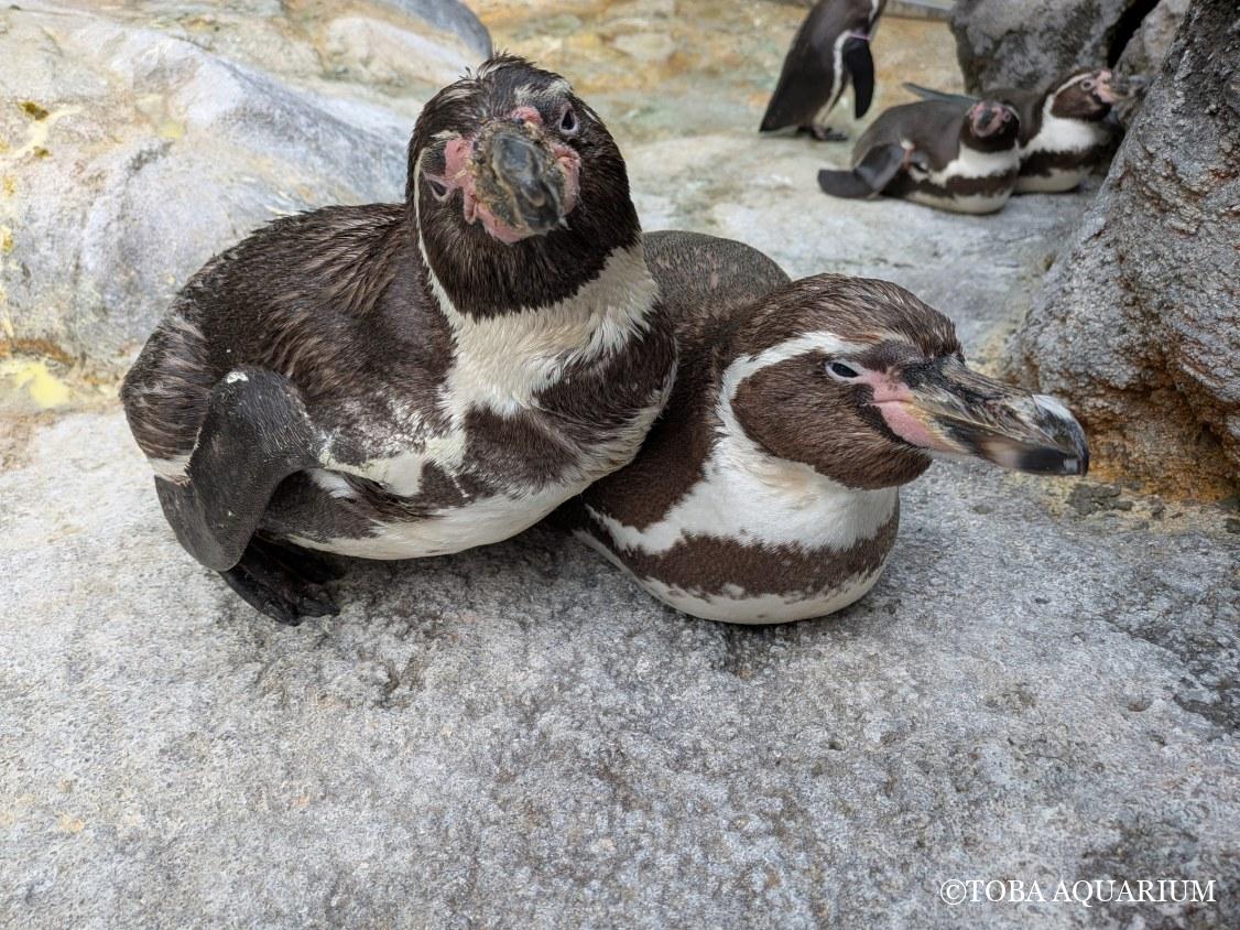 鳥羽水族館(TOBA AQUARIUM) tweet media