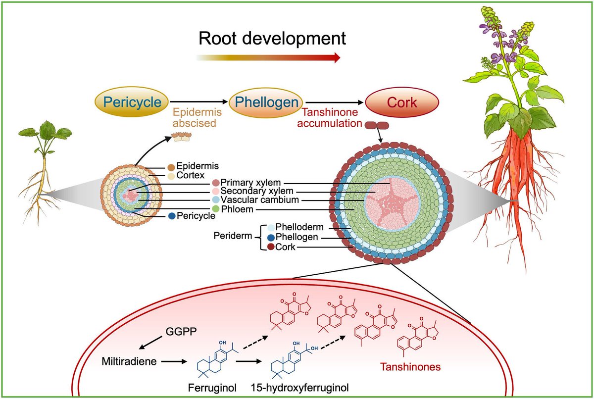 New Phytologist tweet media