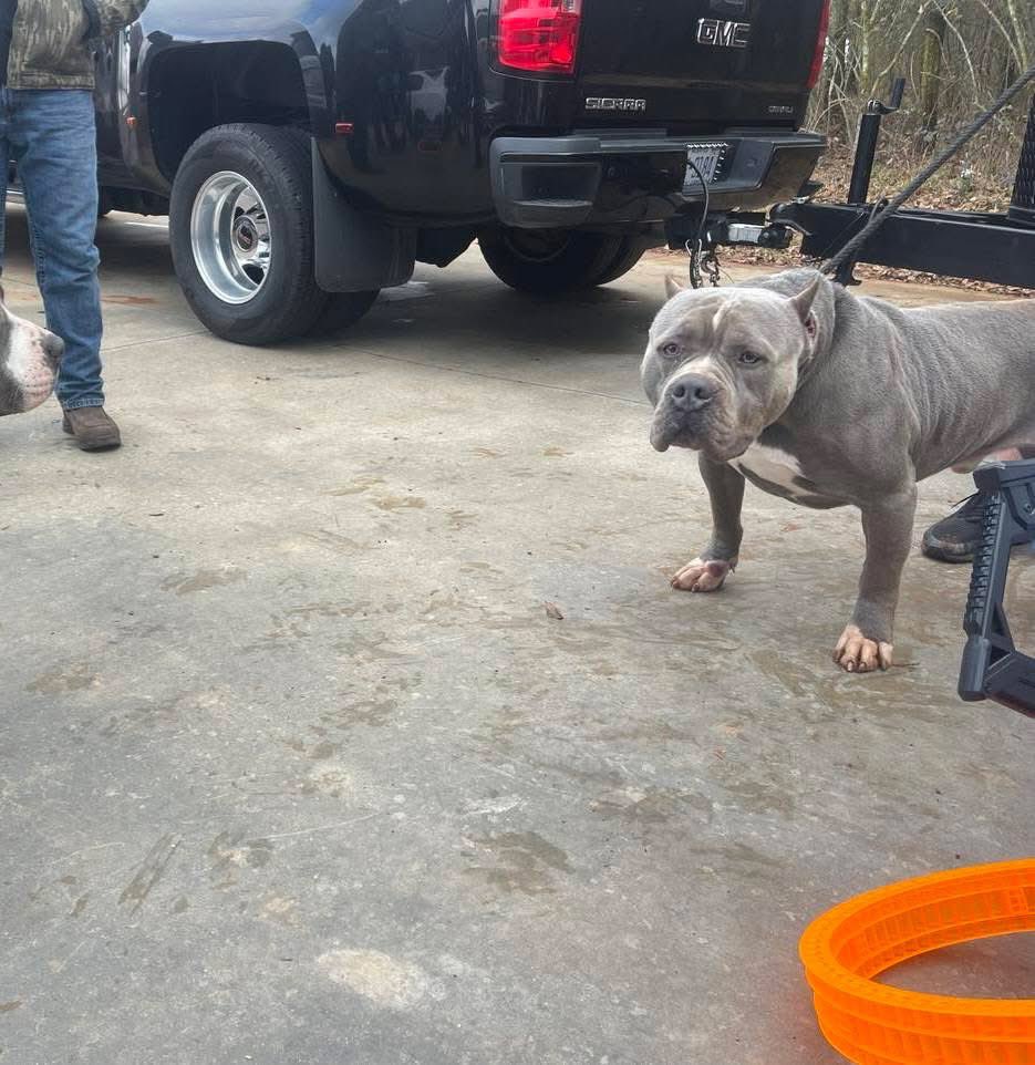 universalpitbul tweet picture
