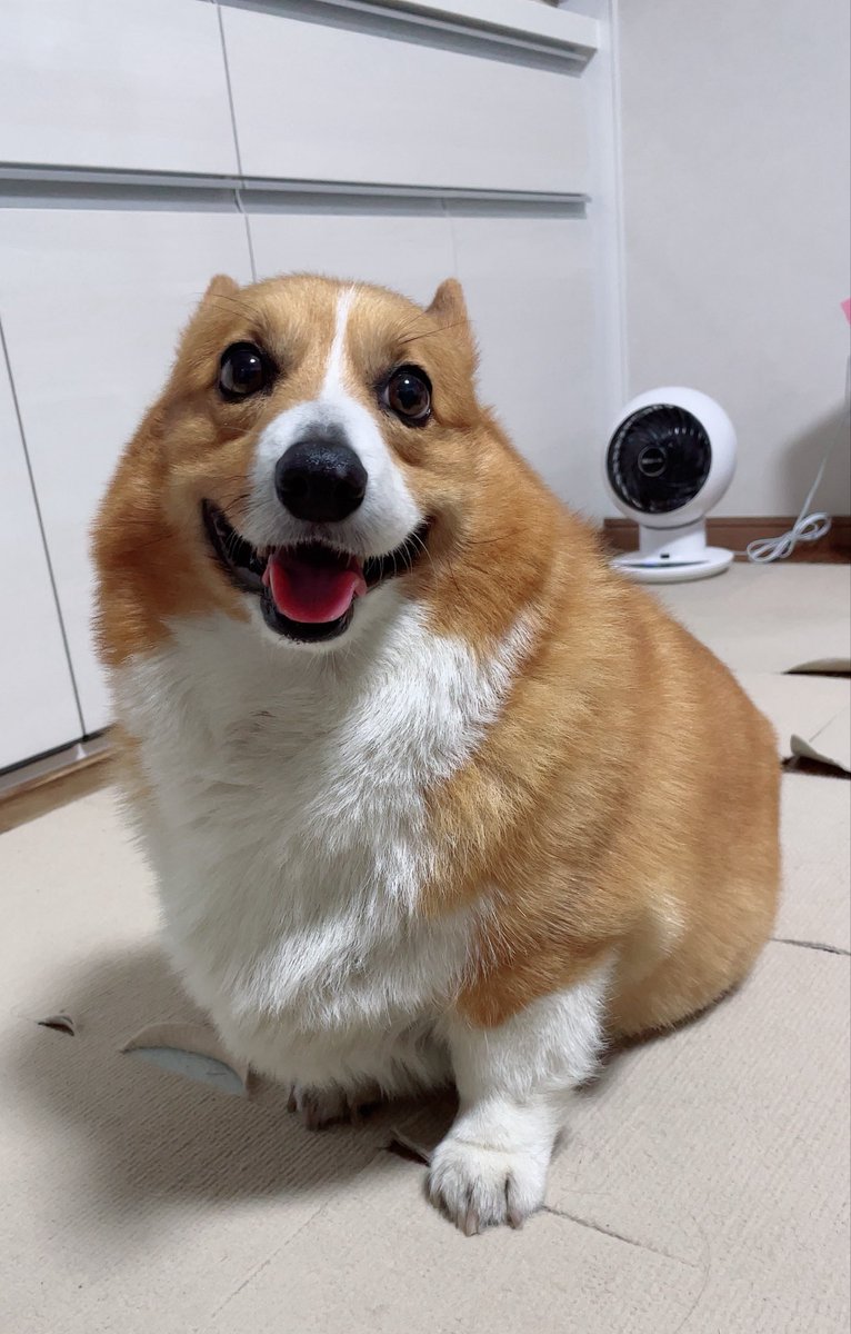 ロイ【もふもふコーギー】 (@corgi_616161) / Posts / X