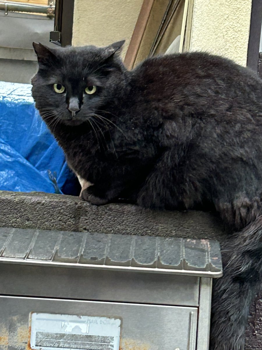 住宅街で時々、見かける三匹の黒猫さん、一匹に会えました❤️