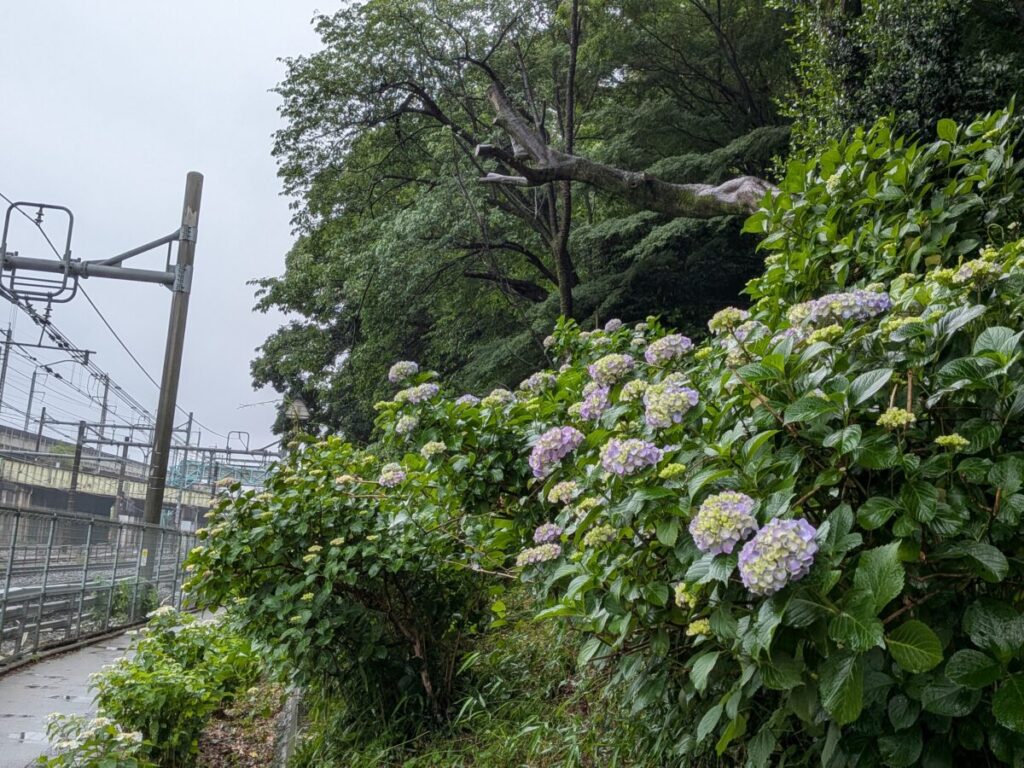 akabanemagazine's tweet photo. 飛鳥山の線路沿いの紫陽花。5/21の様子。

来週はけっこう咲きそうな予感。 https://t.co/7RxowreFsU