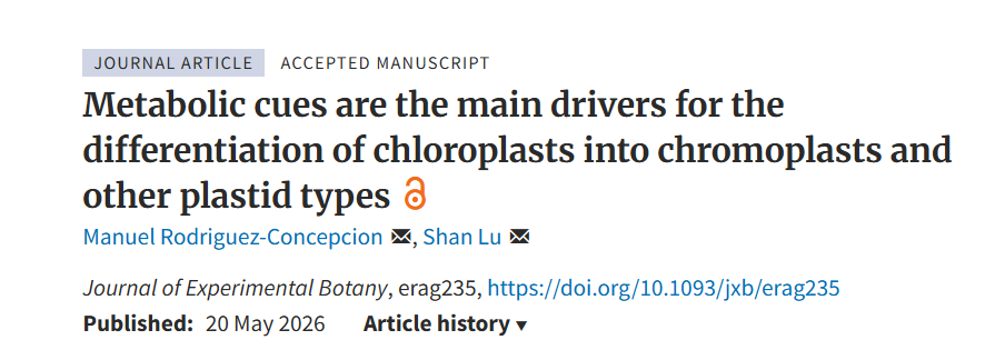 pinene's tweet photo. Also thrilled to introduce another review I co-authored with Manuel. We outlined the metabolic driving forces underlying chromoplast development. https://t.co/G836azDZoW