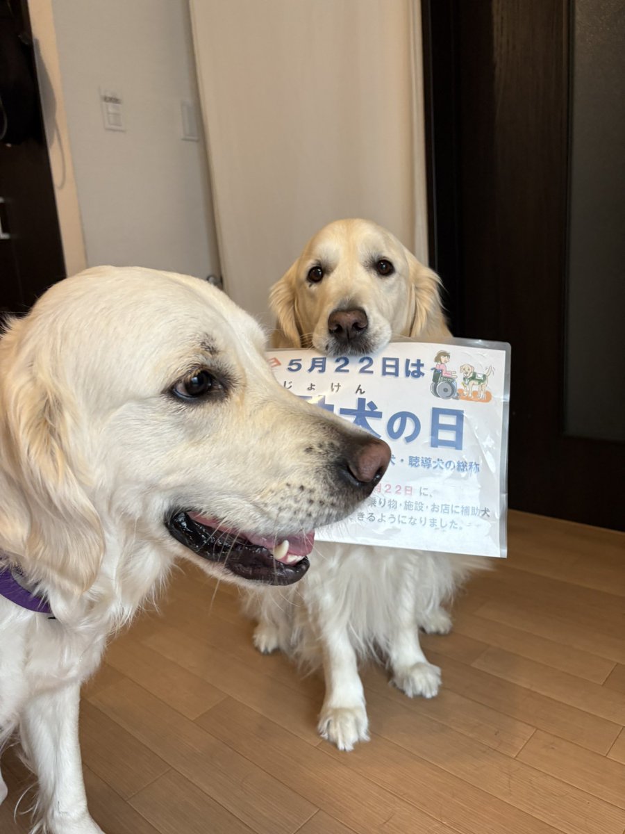 兵庫介助犬協会・千葉介助犬協会・大阪介助犬協会の日常🐶♿︎ tweet media