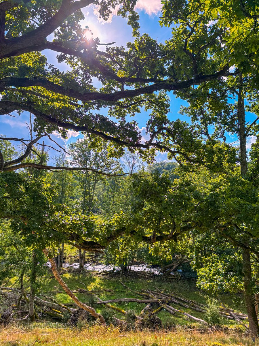 alltheblueroses's tweet photo. view of the river https://t.co/mj8fVj4DFD