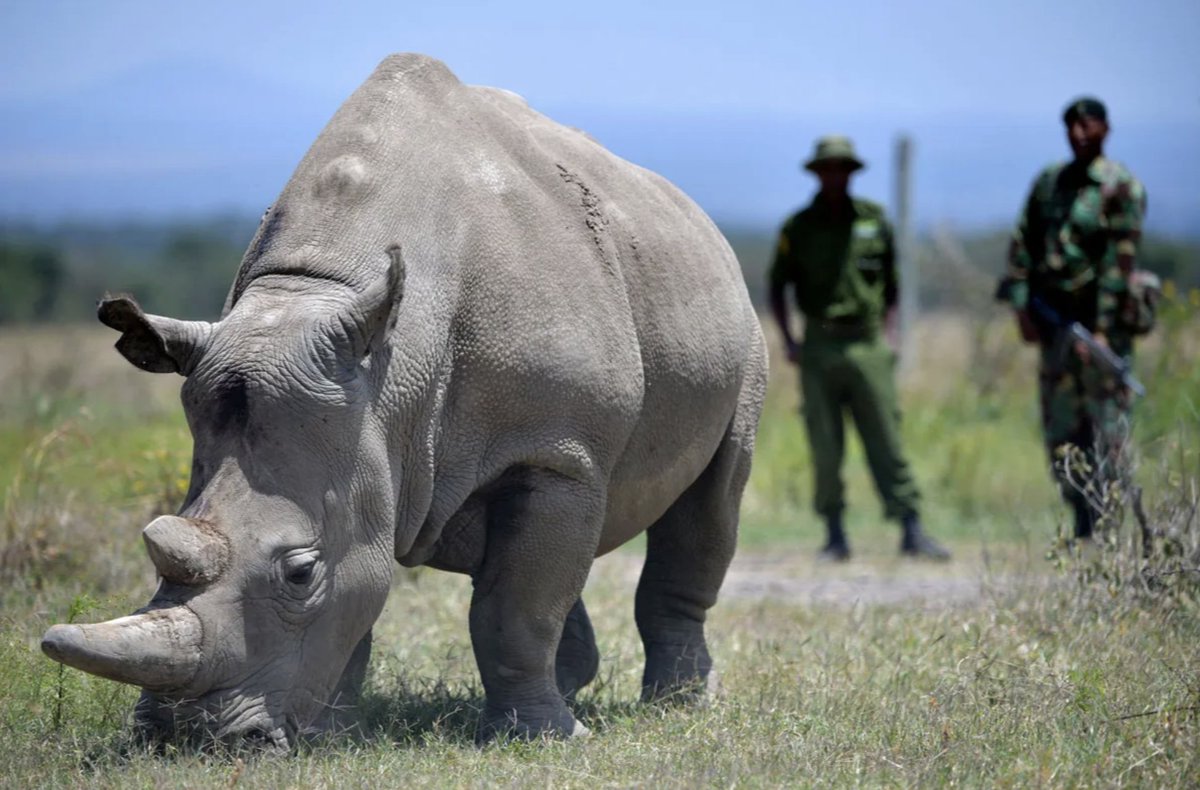 Peter Esegon Ol Pejeta Conservancy tweet media