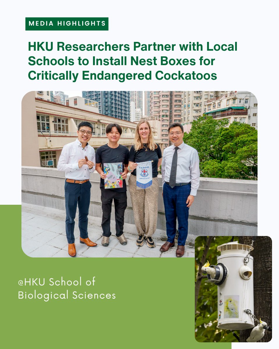 hku_science's tweet photo. [Research Stories: Saving Hong Kong’s Urban Cockatoos]

🦜 HKU researchers from the School of Biological Sciences are partnering with local schools to install artificial nest boxes for the critically endangered Yellow-crested Cockatoo.

Learn more: https://t.co/lF7IxAQYgz https://t.co/5plrtGcEBm