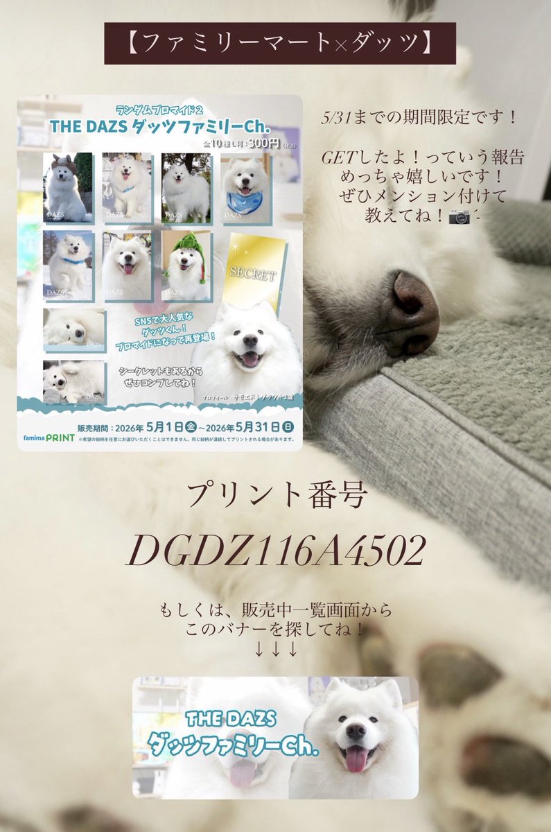 ダッツファミリーCh. tweet media
