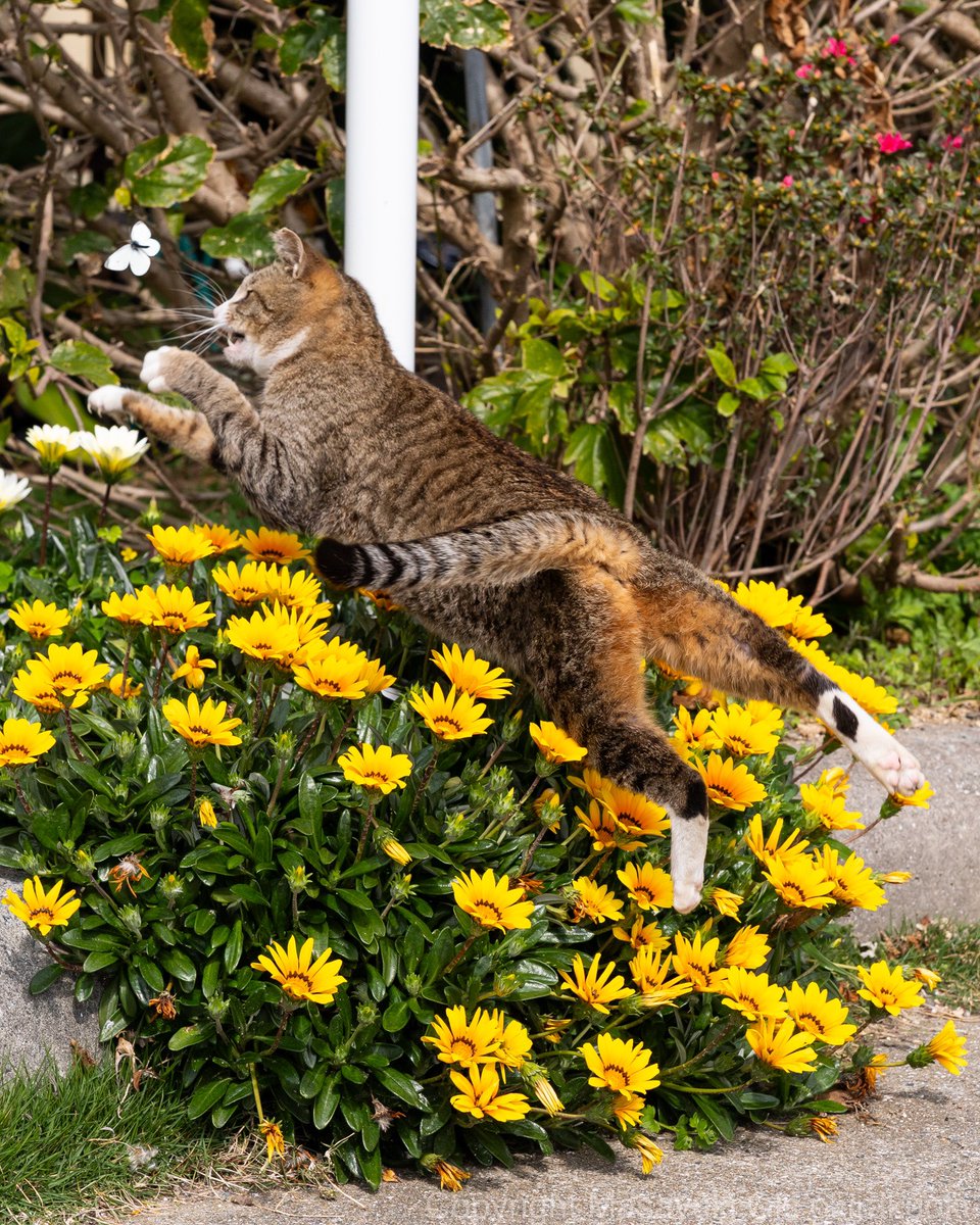 猫写真家 沖 昌之 (MASAYUKI OKI) tweet media