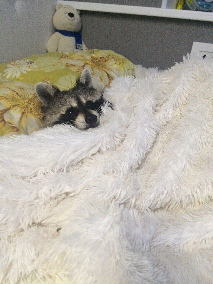 silly raccoons & pandas tweet media