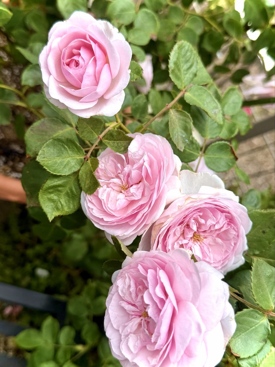 Ray_Rosegarden's tweet photo. オリビア・ローズ、オーステンは
ひと段落ついて、今二番花待ち https://t.co/xatsMQ82tX