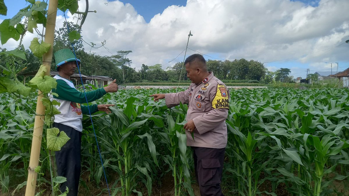 HumasSemboro's tweet photo. Ps.Kanit Binmas Polsek Tempurejo Aipda Totok Widarto melaksanakan monitoring lahan jagung milik warga binaannya yang sedang merawat Jagung guna mendukung ketahanan pangan demi mewujudkan Swasembada Pangan Negara Republik Indonesia yang digaungkan oleh Presiden Prabowo Subianto. https://t.co/yHmnjZmOes