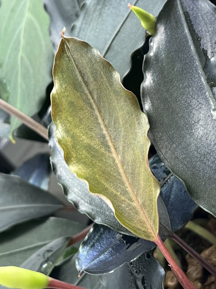 roy_32_'s tweet photo. KSBボルネオバウも新芽が薄い斑入りになってきた🌱
明日は何か入手できるかなー https://t.co/1tQbNEmwMq
