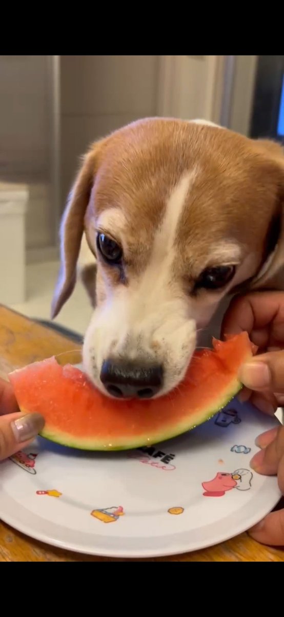 dedesyo's tweet photo. スイカ🍉🐶 https://t.co/3Rv96Lgvnc