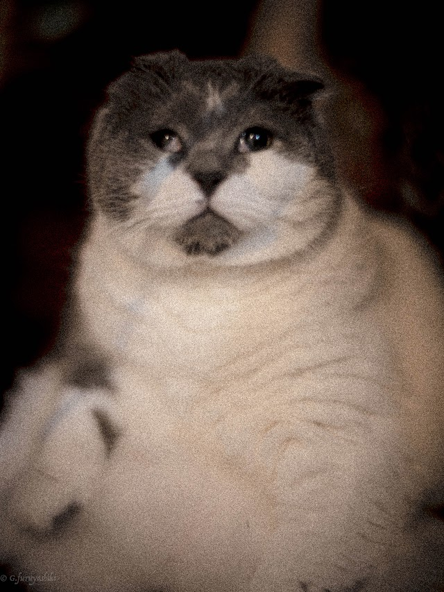 ノイズ猫＊ Post by yashi-p on X: ノイズねこ