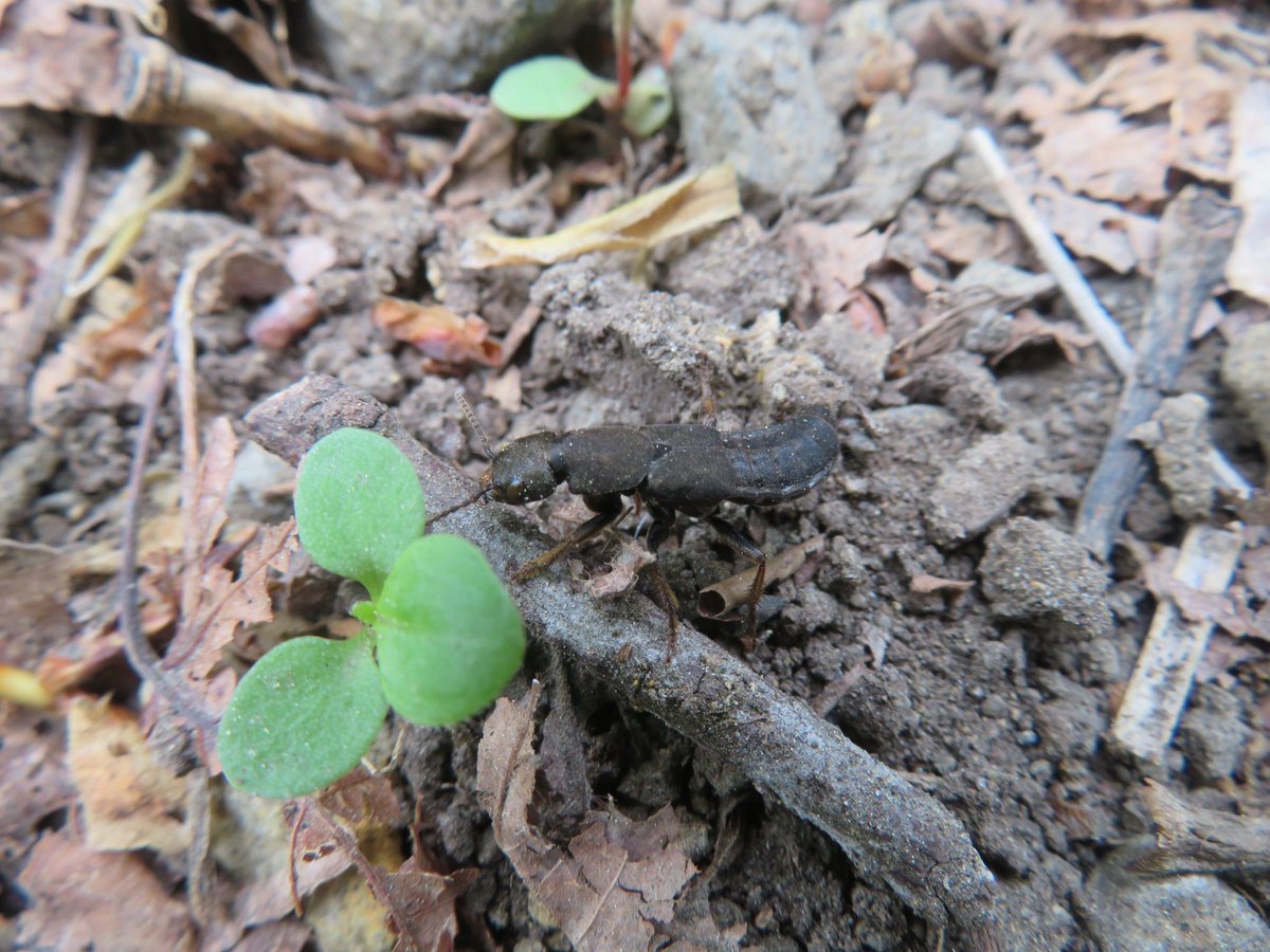 genger_insects's tweet photo. 空き時間 https://t.co/CKPHrS4cPi