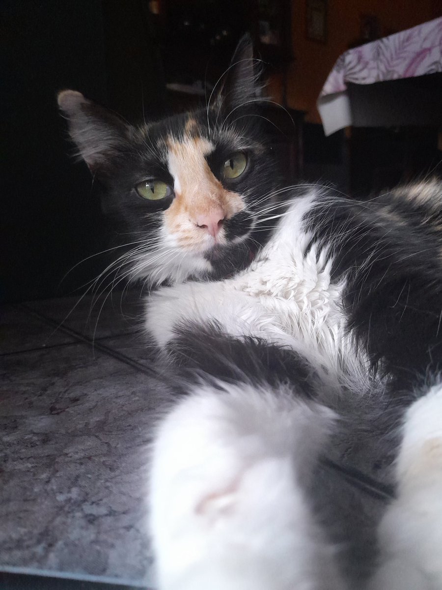Bernaliara's tweet photo. @CharoRGM @Romantisismico_ Ay q bellezaaaa 😍😍😍😍. ¿¿Cuanto tiene?? Tengo una de 1 año y 3 meses aprox y la veo chiquita todavía, ya quiero verla mas grande😍 https://t.co/gh0MHPQDj4