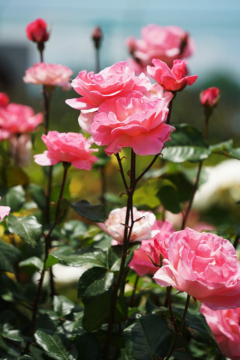 take4zzz's tweet photo. 先日、三島運動公園で薔薇を観てきました😄
#薔薇 #三島運動公園 #三島運動公園バラ園 #四国中央市 https://t.co/vrNqI9wGnY