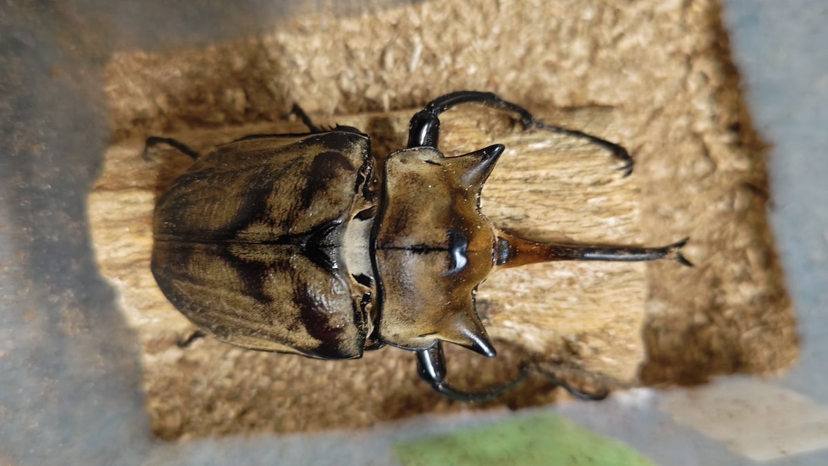 ゾウカブト　2頭 レア産地【3齢幼虫ペア】レックスゾウカブト エクアドル ナポ ミサワジ