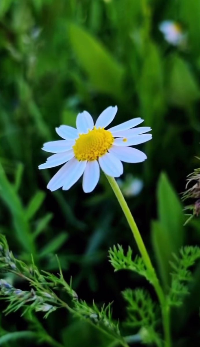 A_Y_L_A-2035💙🐬🌼 tweet media