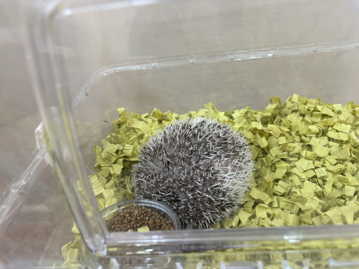 vision_most's tweet photo. びんとろんぐとハリネズミのデカさにビビった。 https://t.co/vS2vhHIS3I