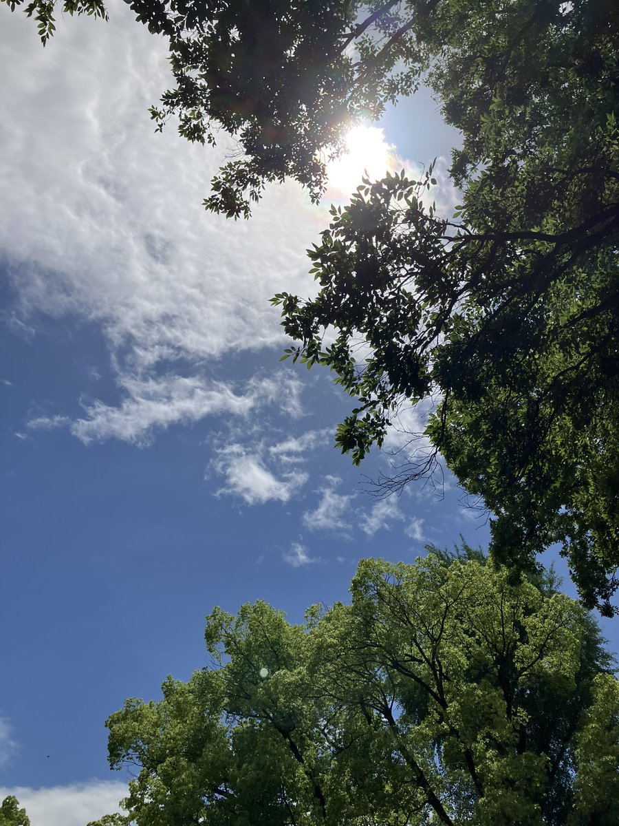 Googooganmo1's tweet photo. あっつい🥵

空が眩しい☀️

午後もボチボチと…

#イマソラ #木漏れ日 https://t.co/9BG4f8pkwD