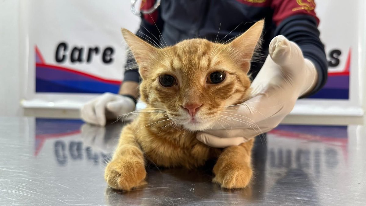 Ernesto’s Sanctuary for Syrian Cats tweet media