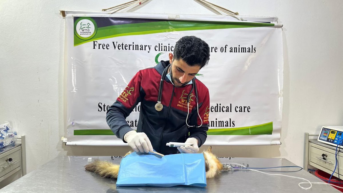 Ernesto’s Sanctuary for Syrian Cats tweet media