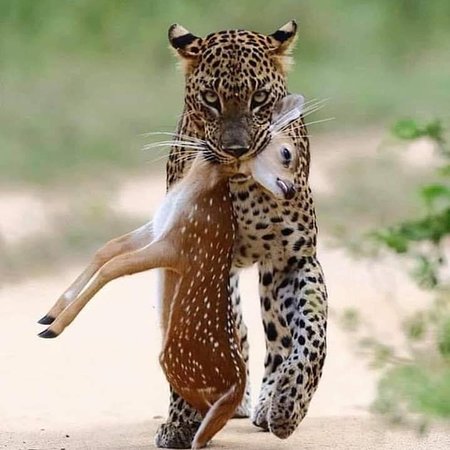 Sri Lankan Lepord tweet media