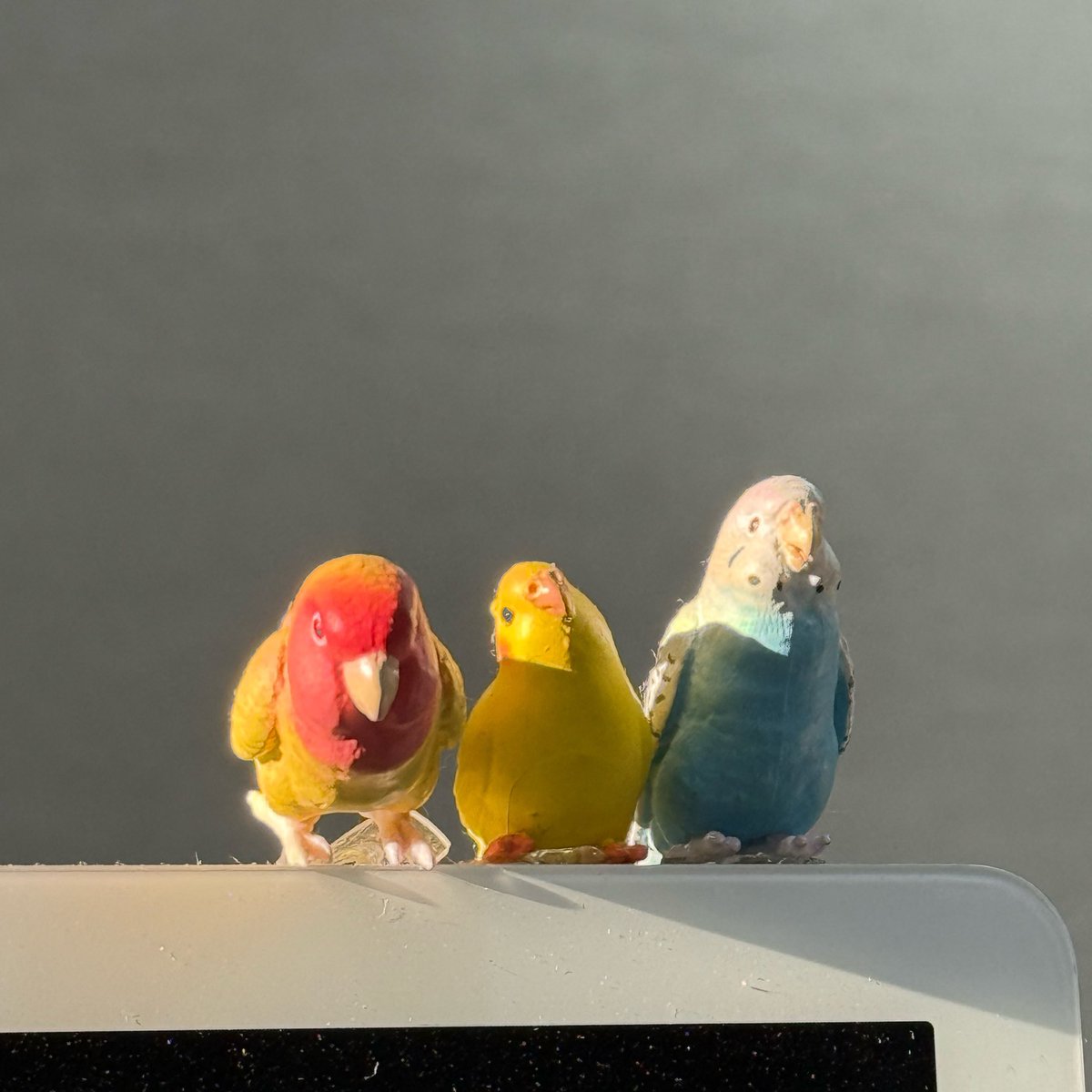 Bobbird tweet media