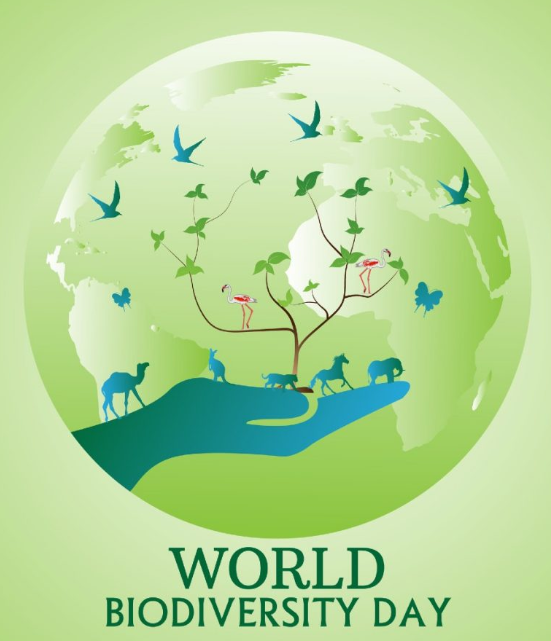 wolgotri's tweet photo. [Nature] The official theme for 2026 is “Acting Locally for Global Impact,” highlighting how local conservation efforts can create positive change worldwide. #BioDiversity #ActingLocallyforGlobalImpact #InternationalDayforBiologicalDiversity #Wildlife #WildlifeProtection #WildlifeConservation