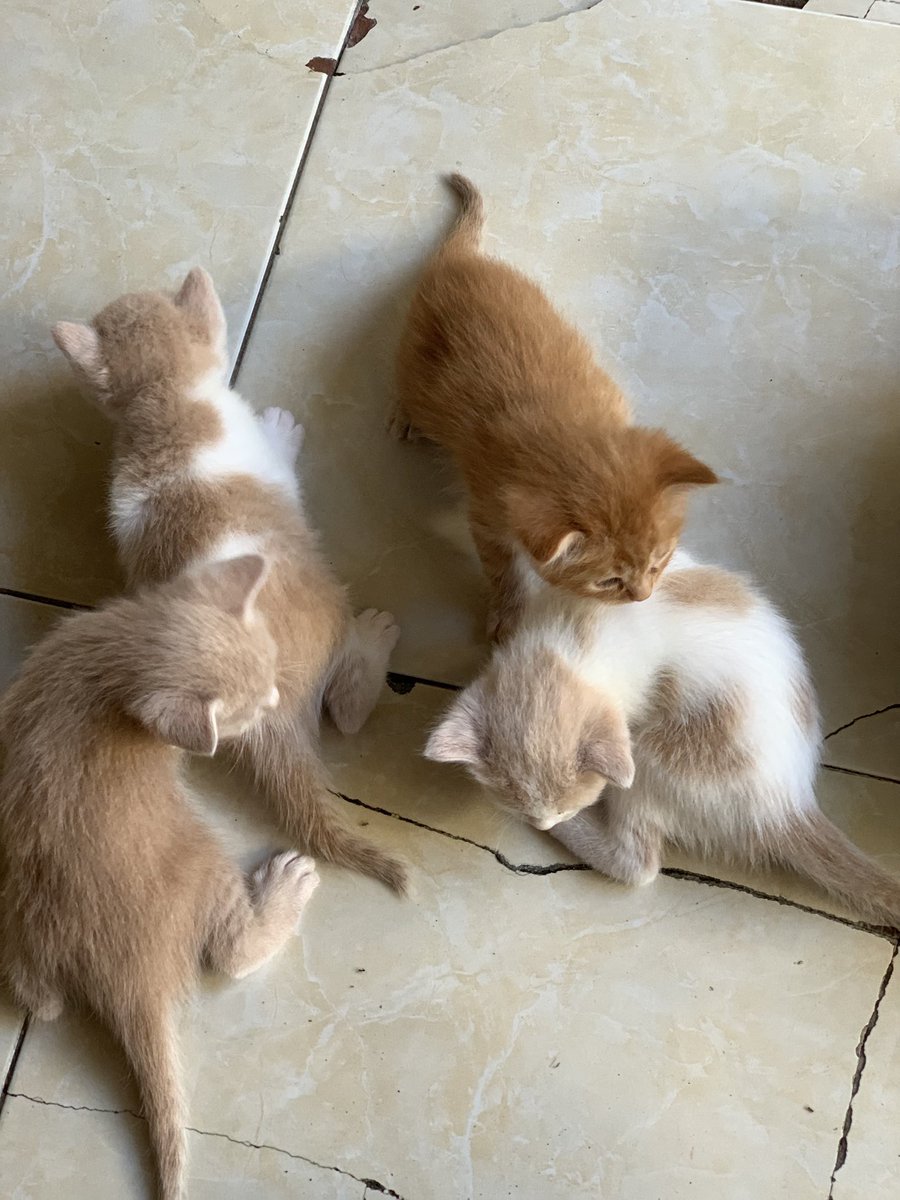 mama molly 😻 tweet media