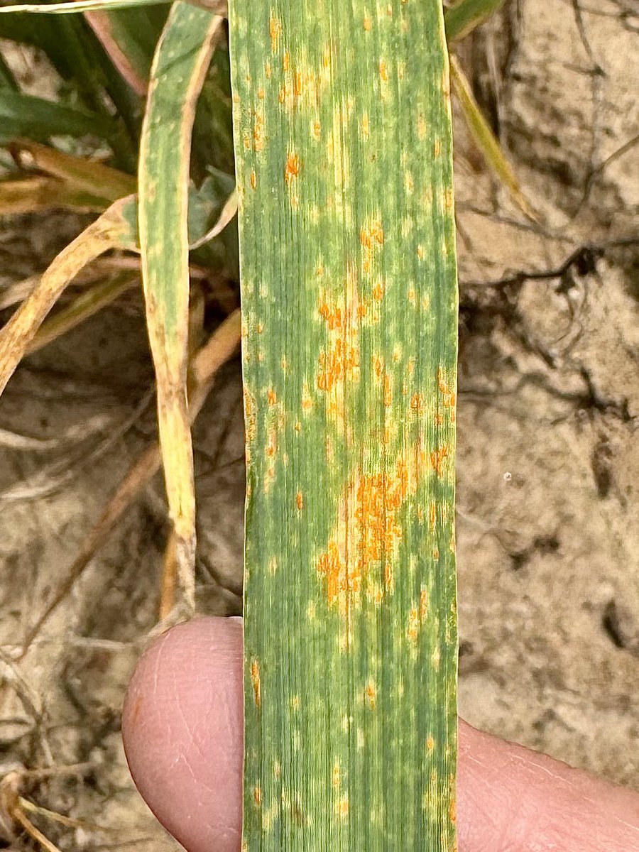 alabamaED's tweet photo. Symptoms of crown rust on oats include orange pustules of spores developing on leaves.  Each pustule contains thousands of spores that can be spread to neighbouring plants and produce a new pustule in only seven to 10 days under ideal conditions @CropNetwork @plantdisease https://t.co/q2eIaEsUog