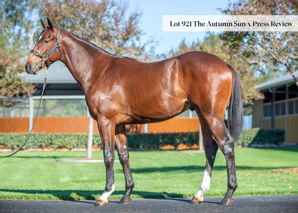 Arrowfield Stud tweet media