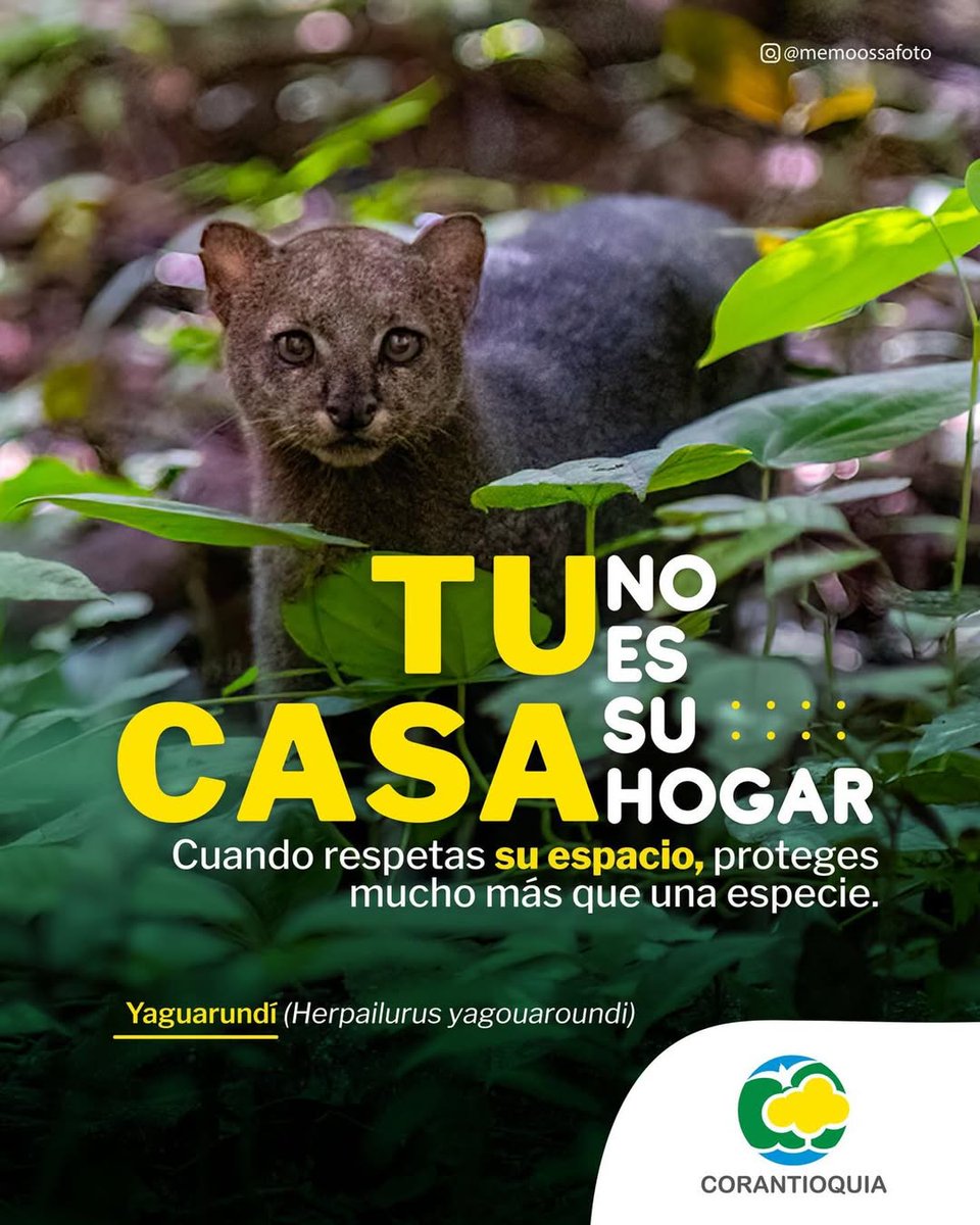 Corantioquia tweet media