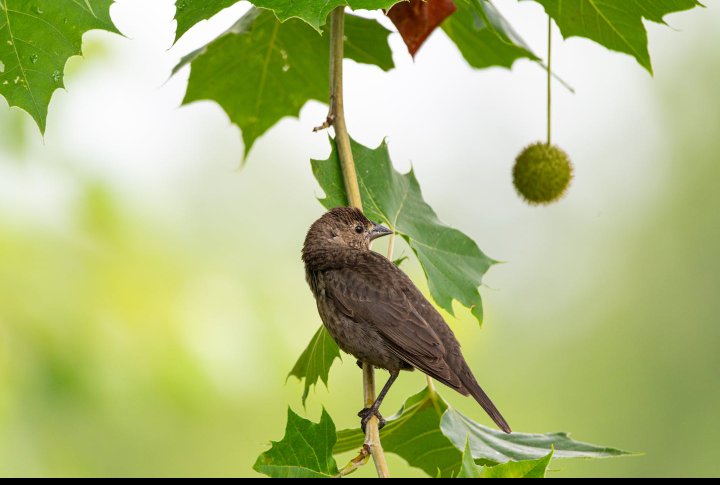 ɪᴅʀᴇᴇᴢ tweet media