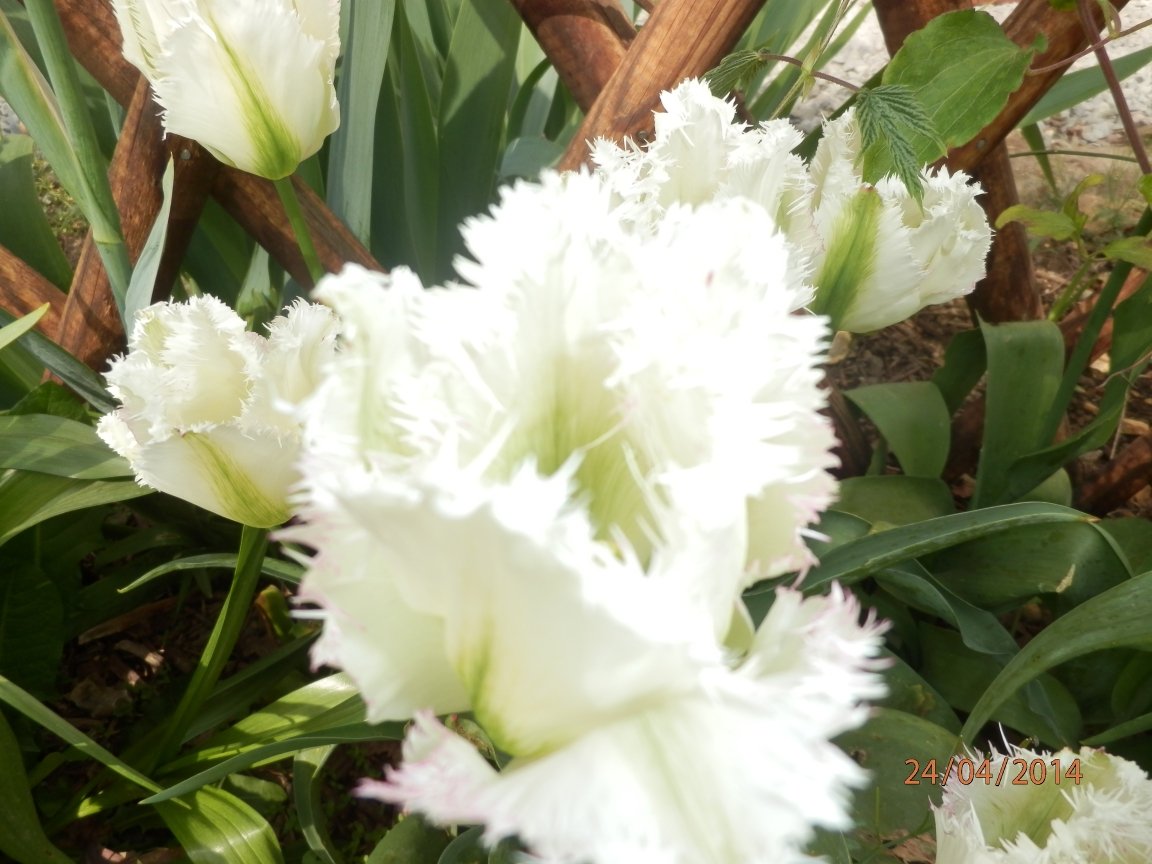 SylvainBertois's tweet photo. #FleursDuJardin
#Tulipe
Originaire de Perse et de Turquie, la tulipe a longtemps été un symbole de royauté et de richesse, en particulier pendant la période de la Renaissance aux Pays-Bas.
Pays où elle est la plus cultivée aujourd'hui et exportée dans le monde entier. https://t.co/2jmkYcvug6