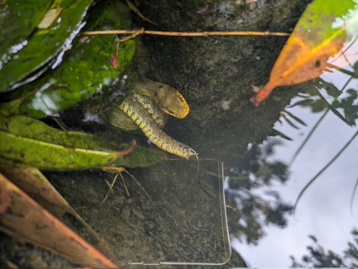 BURESU21's tweet photo. ギリギリ総排出口より尻尾側だから生きれてるのか... https://t.co/pNWCQw5DHd