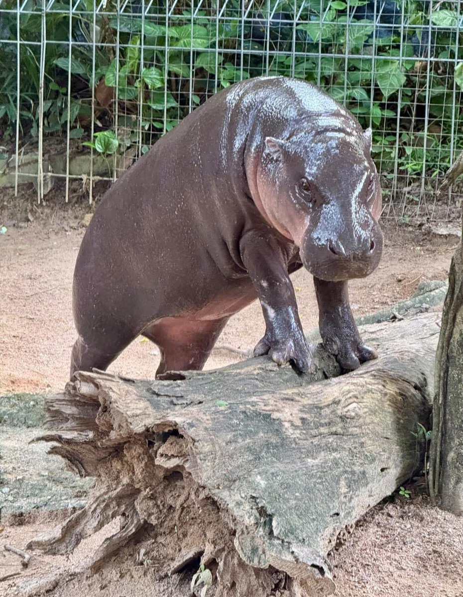 and_khamoo's tweet photo. พยายามจะเด้ง #hippo #PygmyHippo #ขาหมูแอนด์เดอะแก๊ง #หมูเด้งเด้งกี่โมง #Moodeng #พี่ขาหมู #สวนสัตว์เปิดเขาเขียว https://t.co/qqF0JLilZy