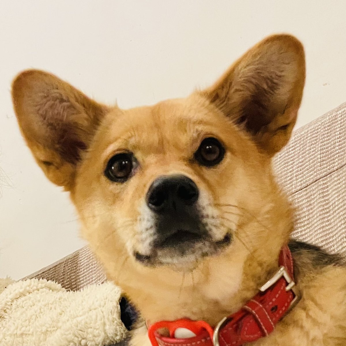 sociologbook's tweet photo. かわええのう、、、、 https://t.co/CM3s0NvDZl
