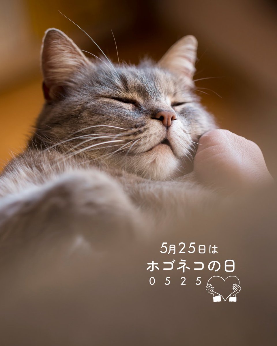mapple_nyapple_'s tweet photo. 5月25日はホ(０)ゴ(5 )ネ(2)コ(5)の日。保護猫について考えるきっかけにと制定されました🐈
#ホゴネコの日 #保護猫の日 https://t.co/natd432TZO
