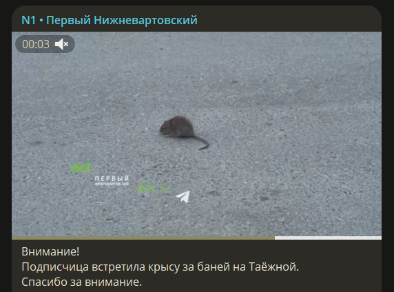 сасики в масле tweet media