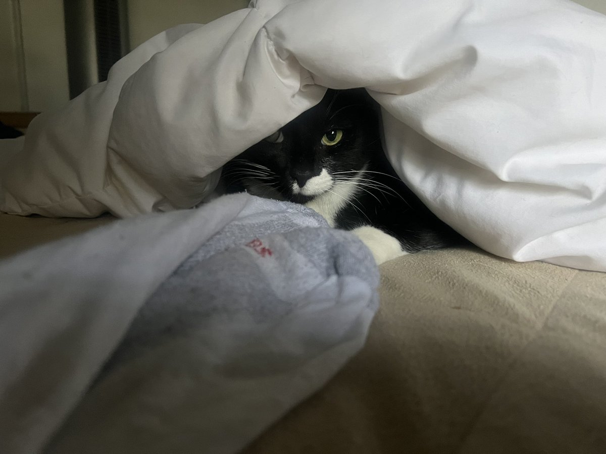 SACMobile11's tweet photo. It’s now 2026 and he is bigger but not any less crazier. He loves to walk between your legs and almost trip you. He is a character. Loves to steal your socks too. https://t.co/jpCDCzSyfZ