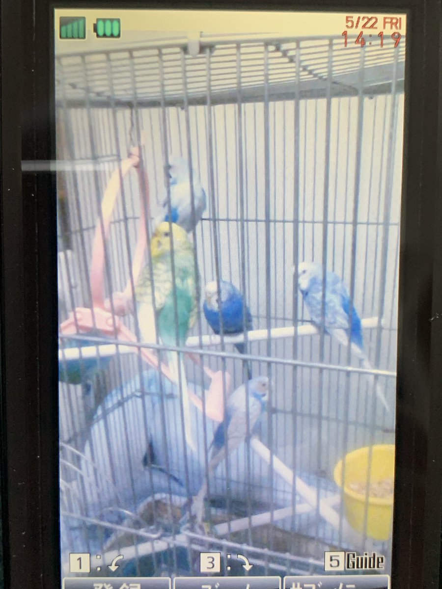 ガラケー時代(約18年前)のだけど セキセイインコの雛を2羽お迎えする