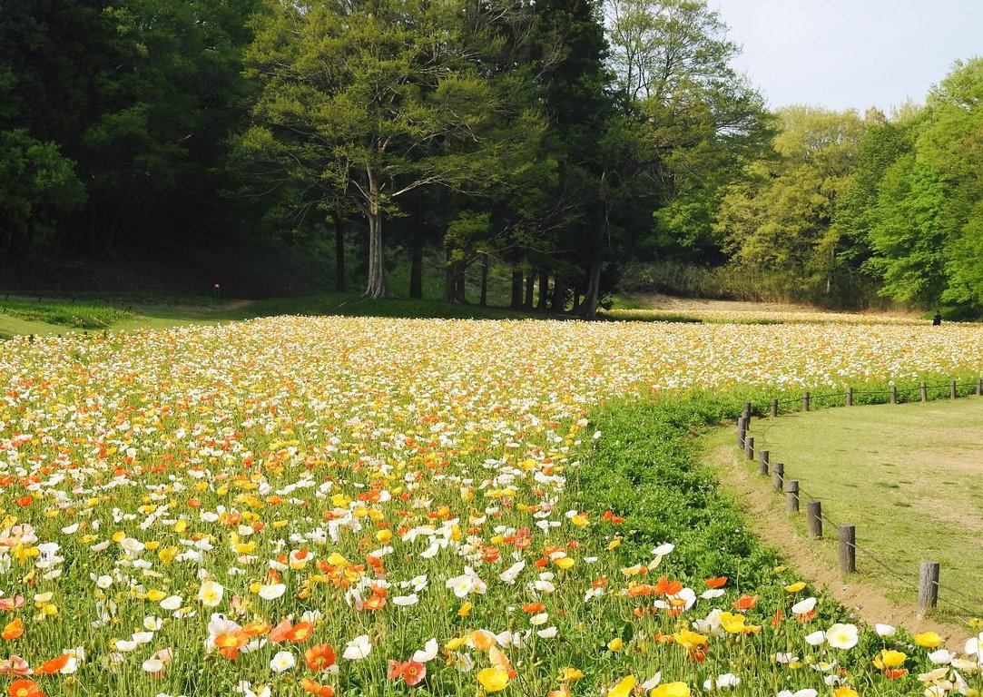 koide_128's tweet photo. #ファインダー越しの私の世界ᅠ
#キリトリセカイ
#写真好きな人と繋がりたい https://t.co/l3mOKcnTFq