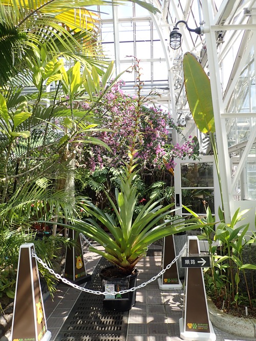 higashiyamapark's tweet photo. 【新着のお知らせ】ミカドアナナス（Alcantarea　imperialis）が開花しましたhttps://t.co/XuCMYVjKcw

2015年以来11年ぶりの開花となります。
ぜひ見に来てくださいね。

#東山動植物園 #ミカドアナナス #アナナス #温室 #植物園 #名古屋 https://t.co/z2WnIdJAzr