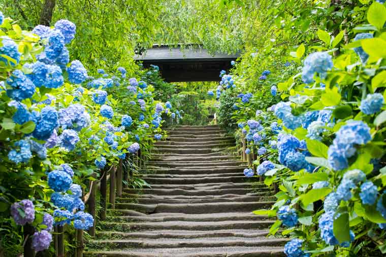 RakutenTravelJP's tweet photo. ＼鎌倉あじさい巡り👣／

今日は鎌倉特集✨

📍長谷寺
約40種・約2,500株🩷由比ヶ浜との共演🌊

📍円覚寺
国宝 x 静寂に映える紫陽花🩵

📍明月院
約2,500株💙青一色の幻想的な光景🥹

📍御霊神社
約50種・約240株🧡江ノ電と一緒に🚃

鎌倉に行ってみたい人は❤で教えてね😉 https://t.co/cvCeaNZDzH